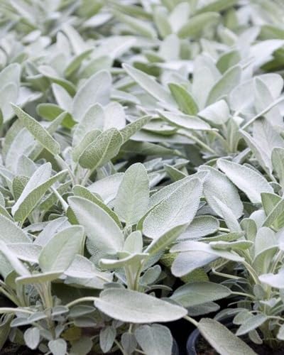 White sage Plants for cooks growing their own fresh herbs