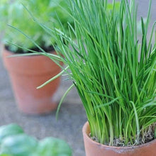 All Season Allium Green Chives Seeds (Allium schoenoprasum) for a flavorful crop in the kitchen garden and planting