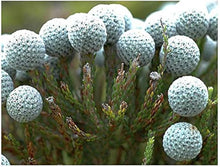 Silver Brunia Brunia Albiflora Seeds for gardeners building out beds and borders