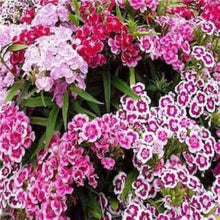 French Dianthus Annual Frills Seeds for colorful blooms in the flower bed