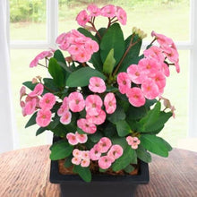Light Pink Euphorbia Milii Bonsai Seeds for growers establishing the Easy Grow, Home Garden
