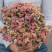 Apricot Statice Seeds grown for elegant Dried Flowers