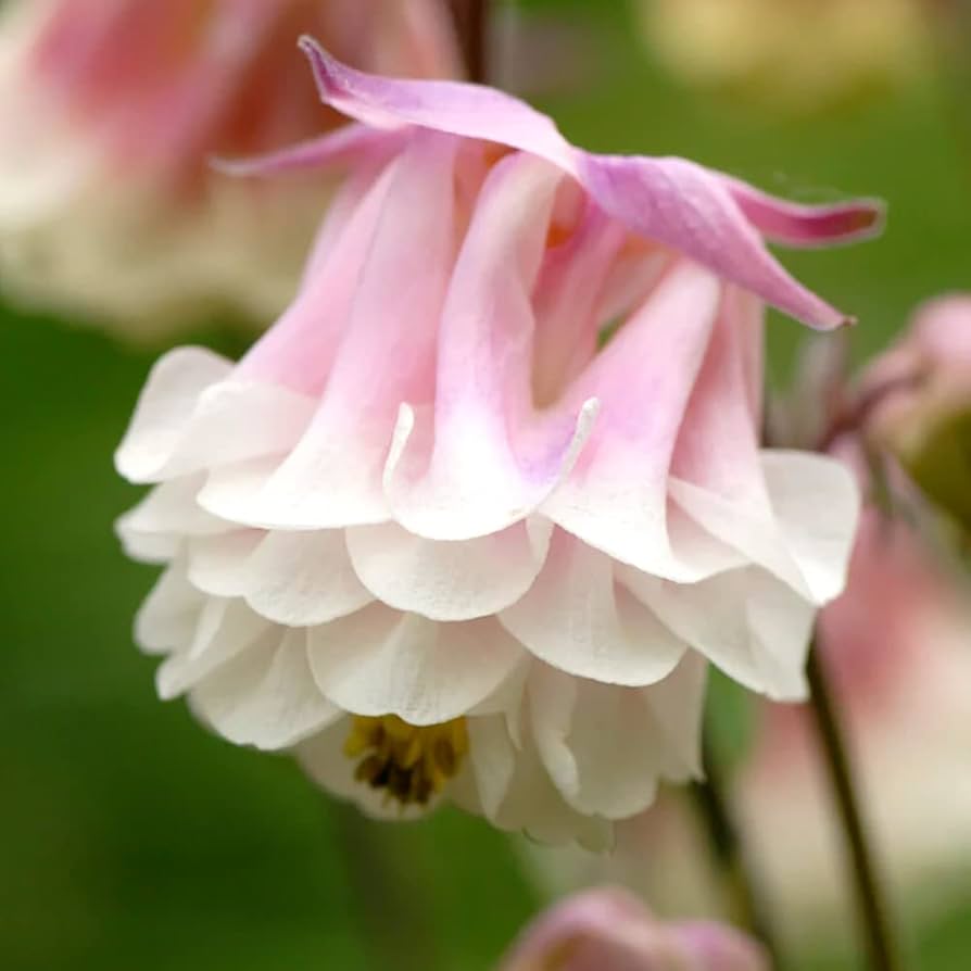 Aquilegia White Heron flower seeds with yellow petals