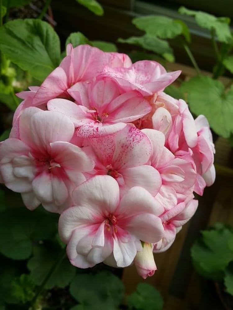 Geranium Pelargonium Hortorum Two-Color Flower Seeds for Planting – Ideal for Pots, Window Boxes, and Home Garden