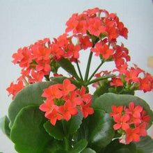 Kalanchoe Seeds (Kalanchoe spp.) for colorful blooms in the Indoor Flower Bed