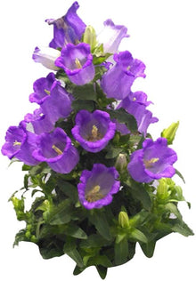 Campanula Seeds (Campanula medium) for a lasting display in the balcony pots and ornamental garden planting