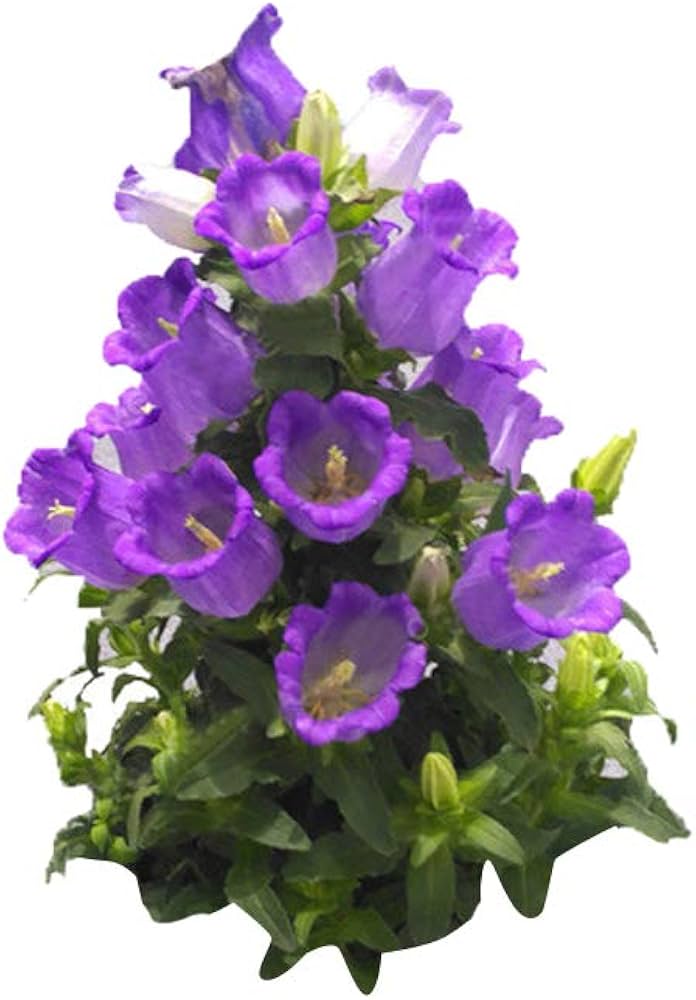 Bellflower Campanula medium flower seeds for planting in home garden borders - for planting in home garden