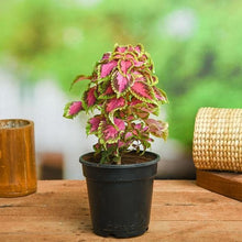 Coleus Semi Jazz Pink Plant Seeds for colorful blooms in the flower bed
