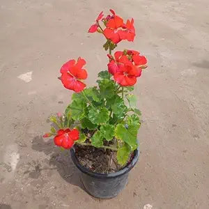 Rare Varied Geranium Flower - for planting in home garden