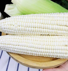 Waxy White Corn Seeds, Healthy White Corn Vegetable Seeds  Ornamental Garden Plant Garden Plant Seeds