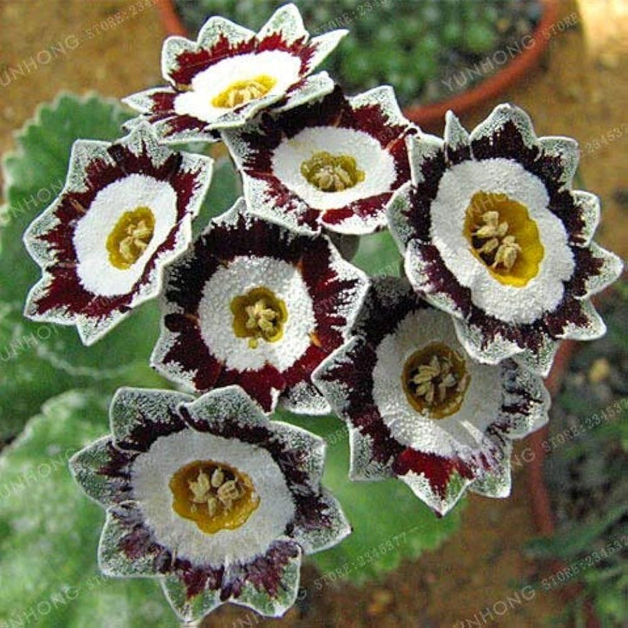 Europe Primrose seeds blooming into charming clusters of soft, pastel-colored flowers, ideal for cool-weather borders and containers