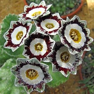 Balsamine Flower - for planting in home garden
