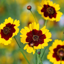 Coreopsis High Mix Seeds for growers filling out the Vibrant Summer Wildflower Gardens