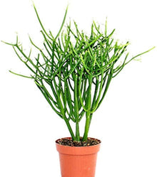 Rosea Pencil Tree Euphorbia tirucalli seeds for home garden