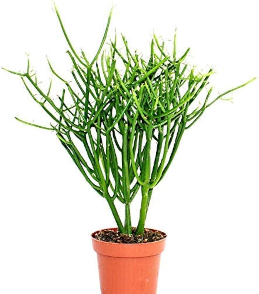 Rosea Pencil Tree Euphorbia tirucalli seeds for home garden
