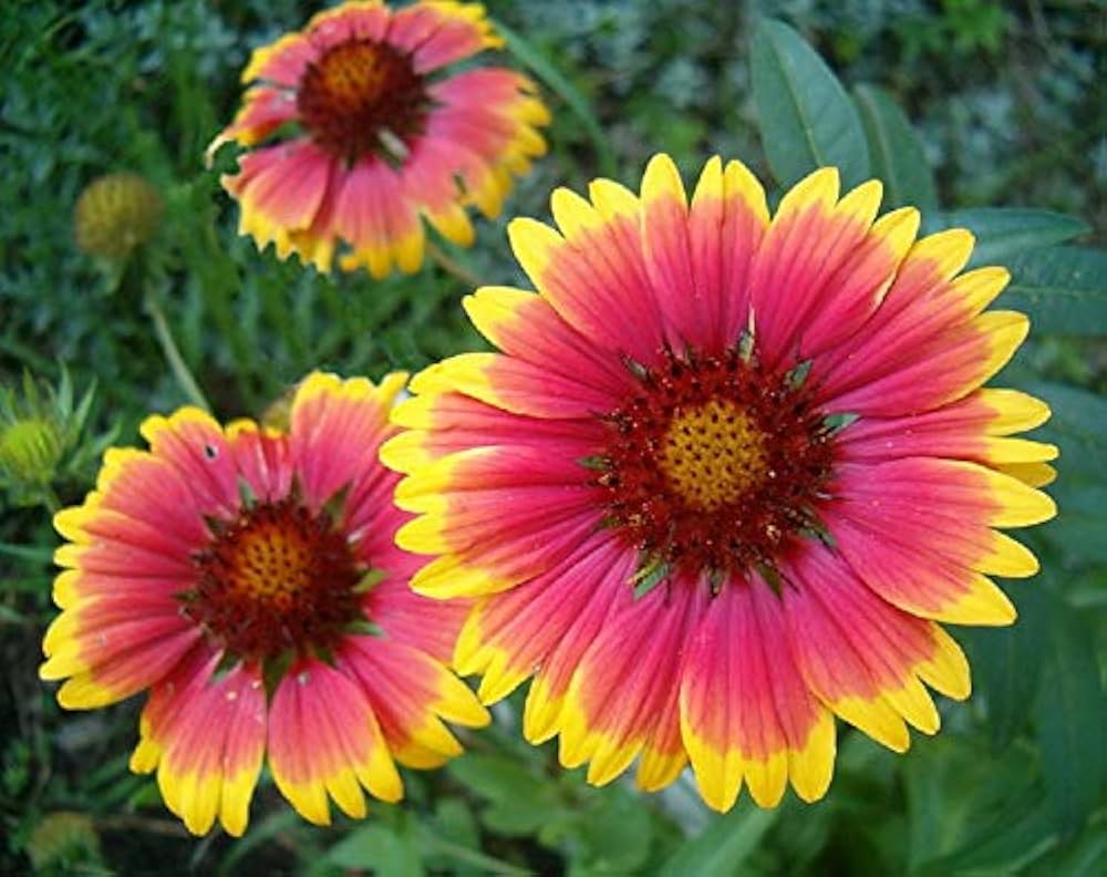 Gaillardia Dazzler Blanket Flower Seeds â€“ Bright, Bee-Friendly Perennial