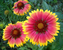 Gaillardia Dazzler Blanket Flower Seeds â€“ Bright, Bee-Friendly Perennial