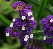 Limonium Sinuatum Mix Seeds (Limonium sinuatum) for colorful blooms in the flower beds and coastal gardens