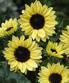 Vanilla Ice Sunflower Long-Lasting Annual Seeds for growers filling out the Stunning Sunflowers in Your Garden