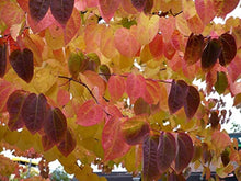 Japanese Katsura Tree Cercidiphyllum Japonicum Seeds for a lasting addition to the landscape