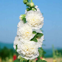 White Chater's Hollyhock Seeds (Alcea rosea) for seasonal color across the backyard garden beds