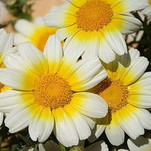 Daisy Chrysanthemum Coronarium Garland Seeds for a lasting display in the Kitchen Decorative Beds