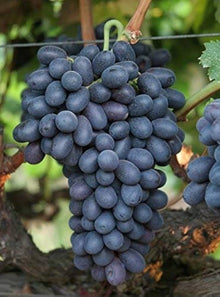 Japanese Miniature Grape Vine Seeds (Vitis vinifera) for a sweet addition to the home orchard