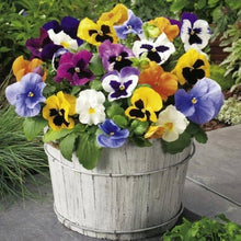 Perennial Pansy Seeds (Viola tricolor) for a bright addition to the Flower Bed & Urban Garden