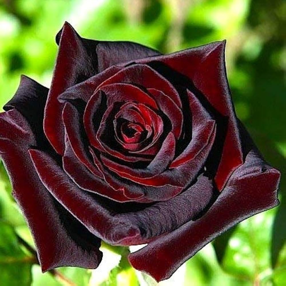 Rose True Blood Black Perennial Flower - for planting in home garden