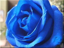 Viola Blue Rosa Seeds (Viola species) for a bright addition to the Cool Season Pots