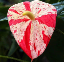 Anthurium Seeds for a colorful addition to any planting