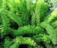 Foxtail Fern Seeds (Asparagus densiflorus) for growers stocking a kitchen garden