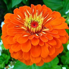 Zinnia Orange King Zinnia elegans flower seeds for planting in home garden or indoor pots - for planting in home garden