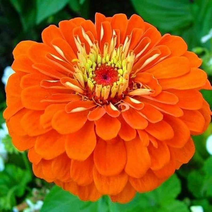 Zinnia Orange King Zinnia elegans flower seeds for planting in home garden or indoor pots - for planting in home garden