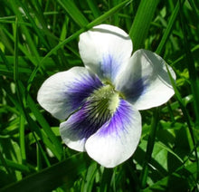 Heirloom Rare Viola Penny White Purple Blotch Pansy Seeds for colorful blooms in the Colorful Garden Flowers