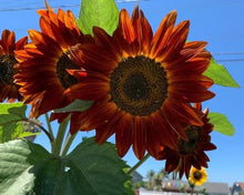 Brown Sunflower Seeds for gardeners building out beds and borders
