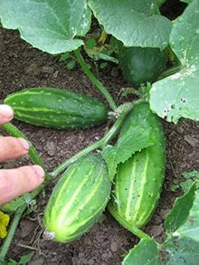 Early Fortune Cucumber Seeds valued by growers for quick-Growing, Sweet Cucumbers