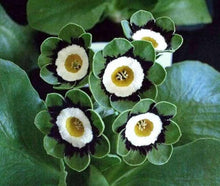 Europe Primrose Seeds (Primula vulgaris) for a lasting display in the spring home garden and border planting