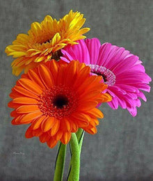 Gerbera Daisy Seeds for growers seeking a long-blooming display