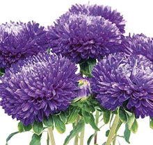 Silky Aster Seeds for a fragrant addition to the herb patch