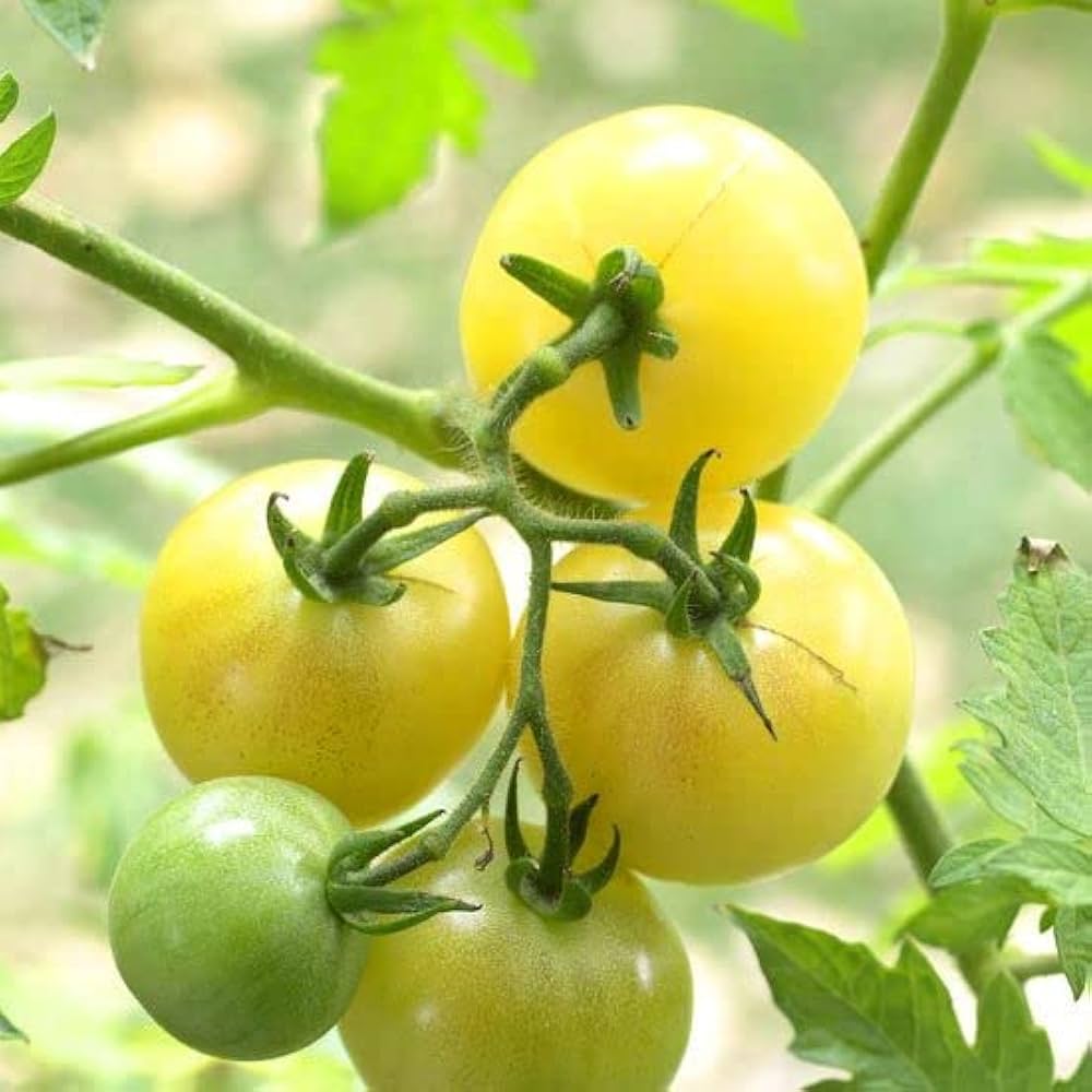 Tomato Beds for planting in home garden.