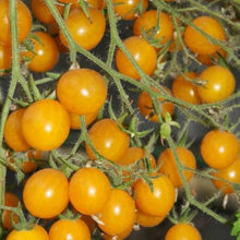 Heirloom Non-GMO Golden Juniata Tomato Seeds prized among growers for yellow-Gold, Sweet Tomatoes