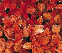Coleus Wizard Sunset Seeds for growers filling out the flower bed garden
