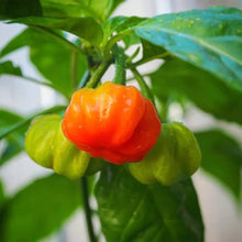 Aji Dulce Amarillo Pepper Seeds (Capsicum chinense) for a reliable harvest in the vegetable patch and home greenhouse