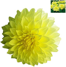 Dahlia Opera Yellow Seeds for reliable seasonal color