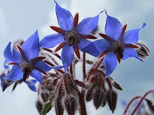 Plant Seeds (Borago officinalis) for colorful blooms in the Flower Bed