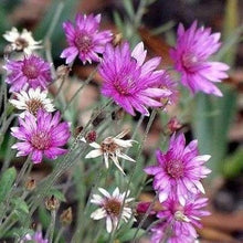 Immortelle Seeds (Xeranthemum annuum) for growers filling out the Flower Bed