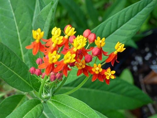 Bloodflower Milkweed (Asclepias curassavica) seeds for planting in home garden