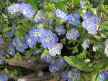 Creeping Blue Speedwell Seeds for a bright addition to the flower bed home garden