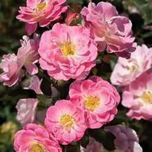 Rosa Chinensis Seeds for growers seeking a long-blooming display